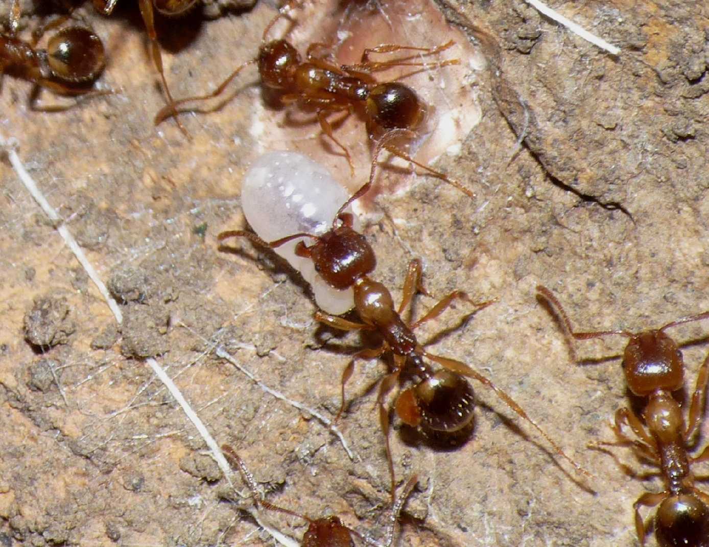 Formiche (Myrmica sp.) parassitate da acari